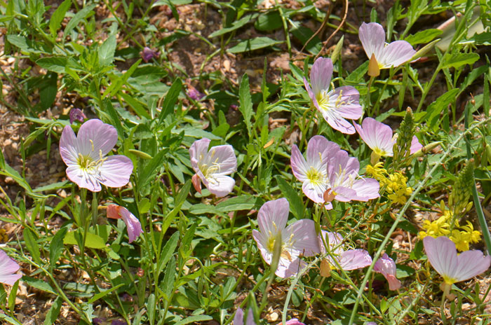 Oenothera speciosa, Mexican Evening Primrose